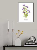 Oregano I Poster och Canvastavla