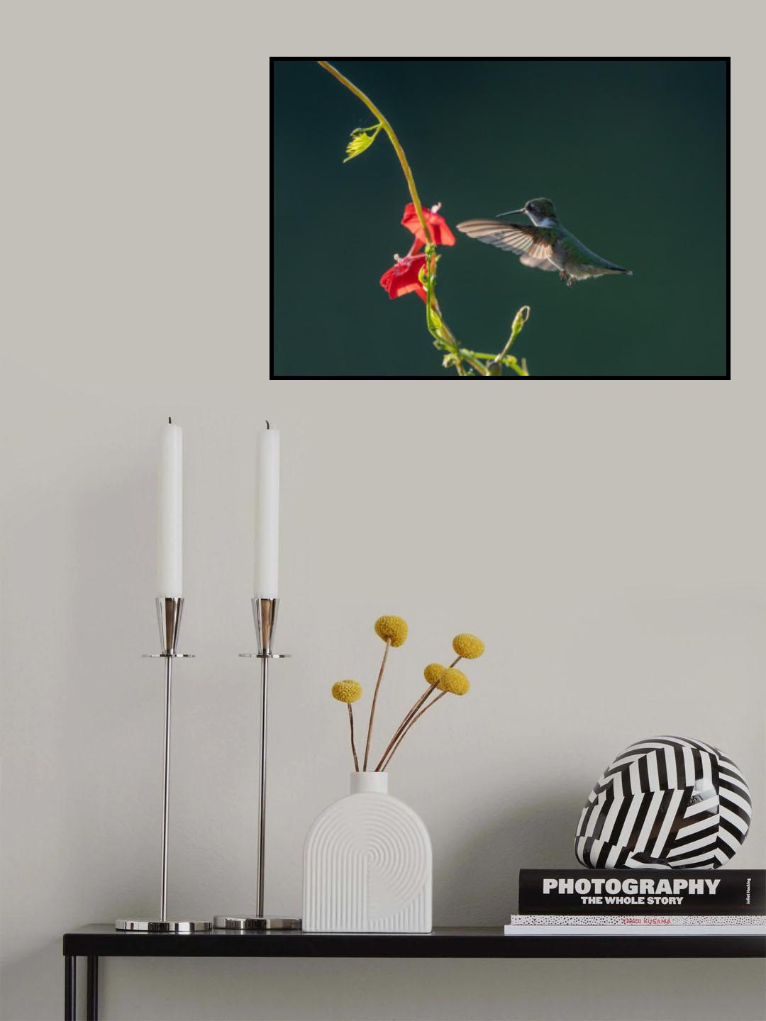 Hummingbird And Red Flowers Poster och Canvastavla