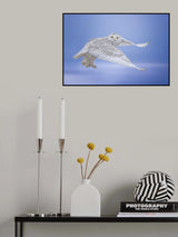 See me Poster och Canvastavla