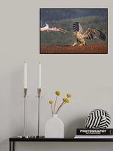 Marabou vs Tawny eagle Poster och Canvastavla