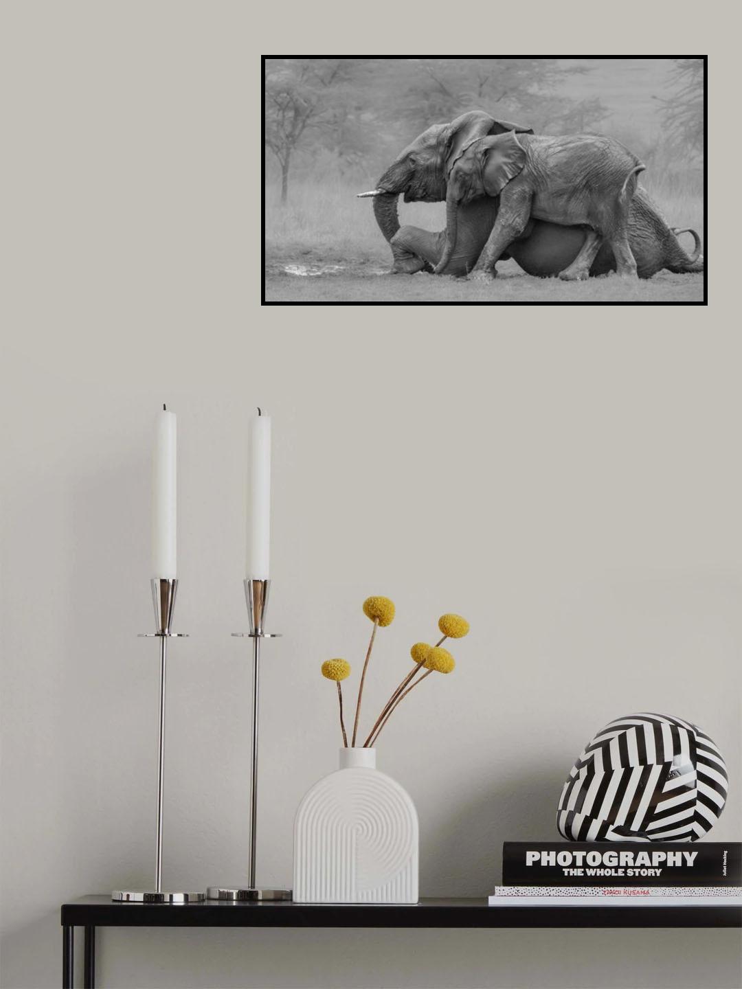 Mother Elephant and Her Calf Poster och Canvastavla