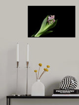 Hidding Poster och Canvastavla