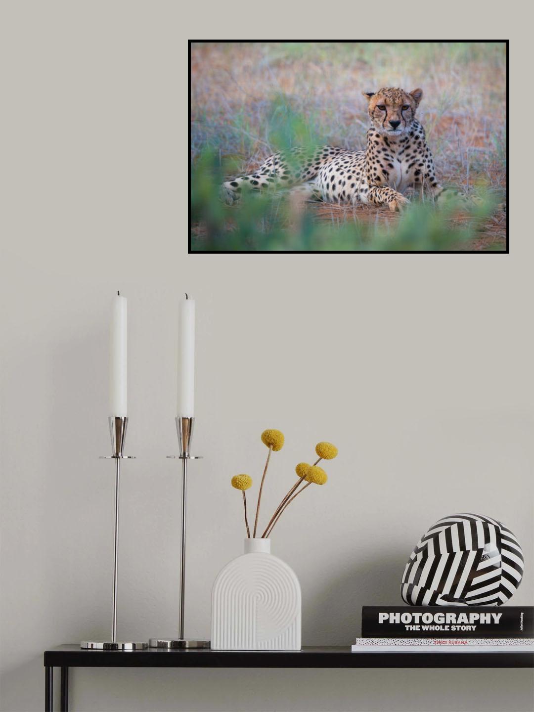Cheetah -Tsavo East Poster och Canvastavla