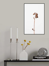 Dried brown plant_2 Poster och Canvastavla