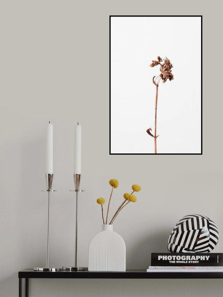 Dried brown plant_2 Poster och Canvastavla
