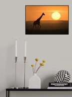 Giraffe at sunrise Poster och Canvastavla