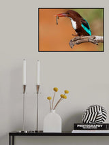 White Throated Kingfisher Poster och Canvastavla
