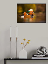 Mandarin duck Poster och Canvastavla