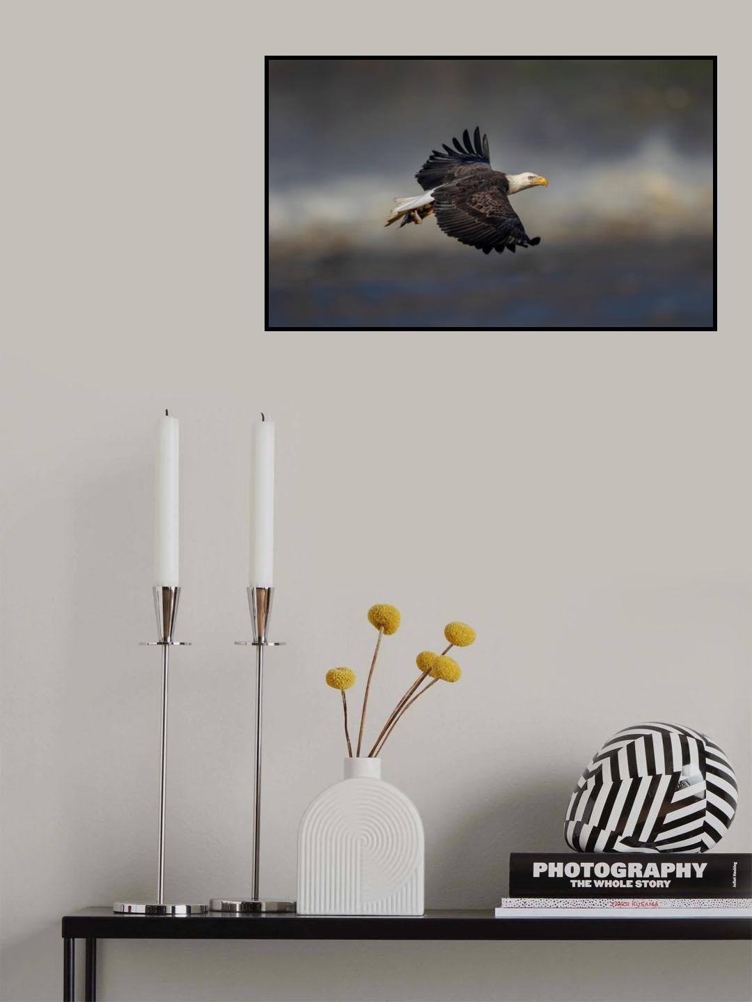 Bald eagle flying Poster och Canvastavla