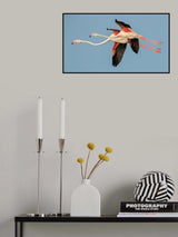 Flamingos in flight Poster och Canvastavla