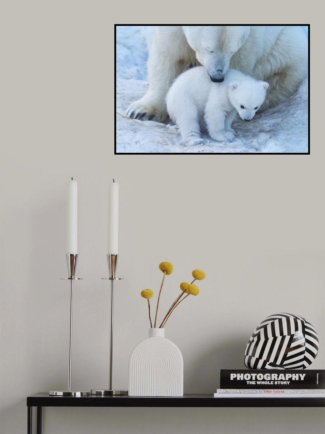 Polar bear portrait Poster och Canvastavla