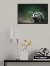 A curious badger in the forest Poster och Canvastavla