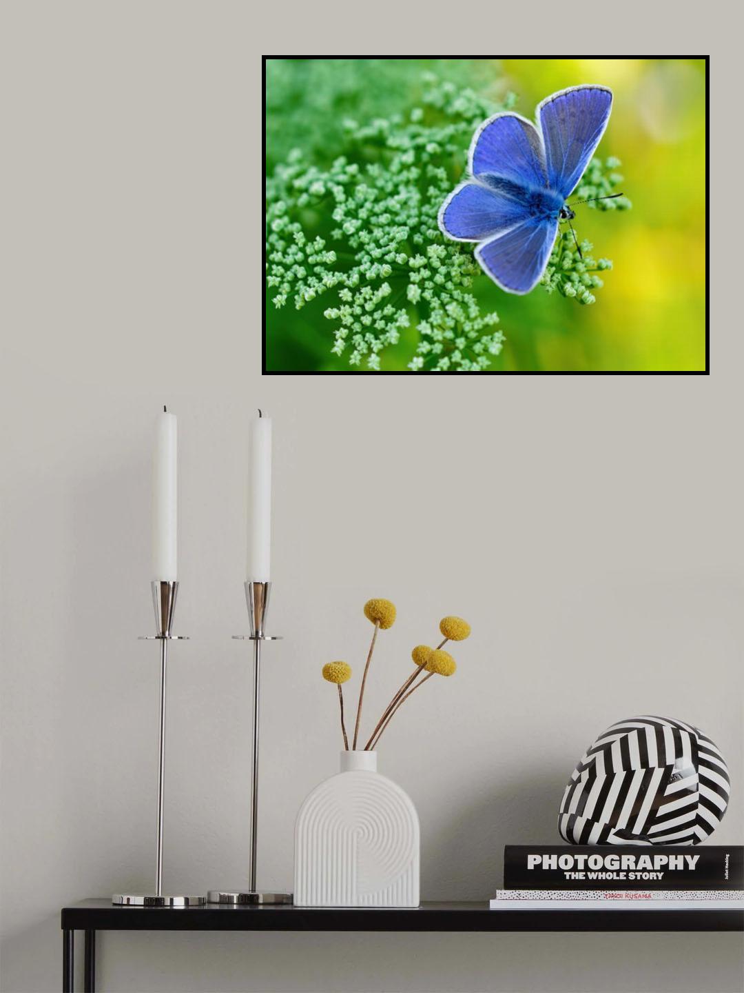 Blue Butterfly  2 Poster och Canvastavla