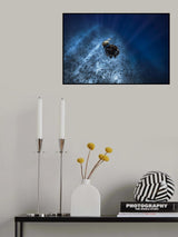Freediver Poster och Canvastavla