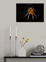Tropical orb weaver Poster och Canvastavla