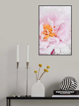 Peony_8 Poster och Canvastavla