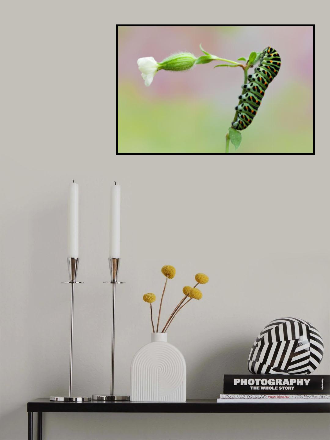 Trumpeter Poster och Canvastavla