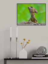 Common basilisk Poster och Canvastavla