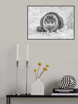 Molly in the snow Poster och Canvastavla