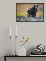 White-tailed eagle Poster och Canvastavla