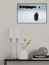 ALPHA MALE BISON Poster och Canvastavla