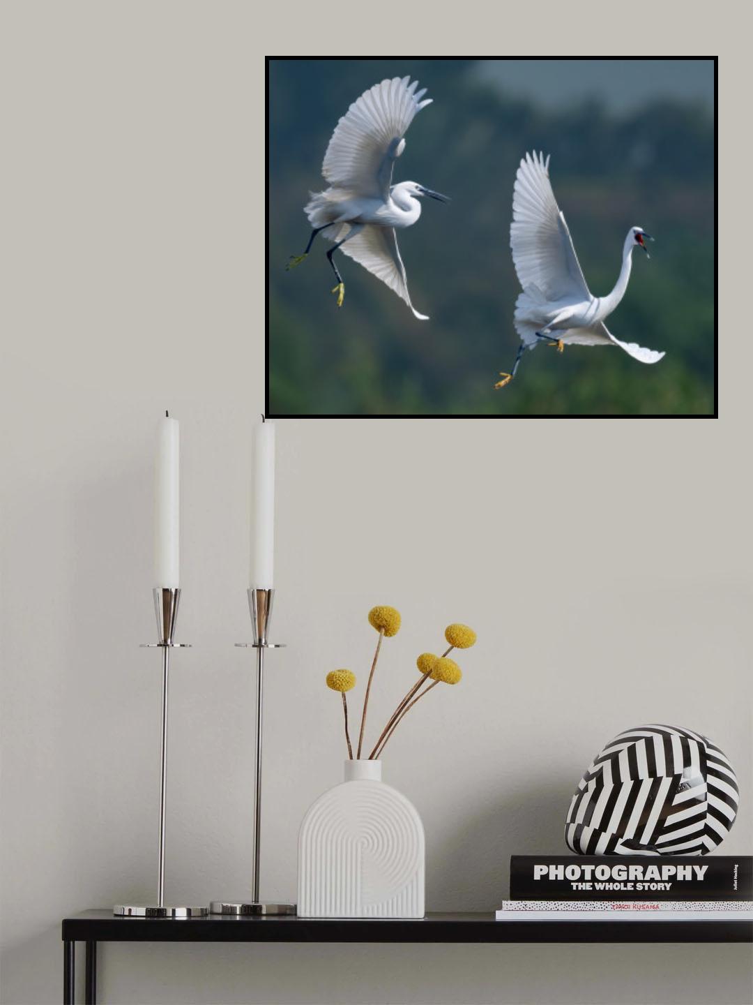 little egret Poster och Canvastavla
