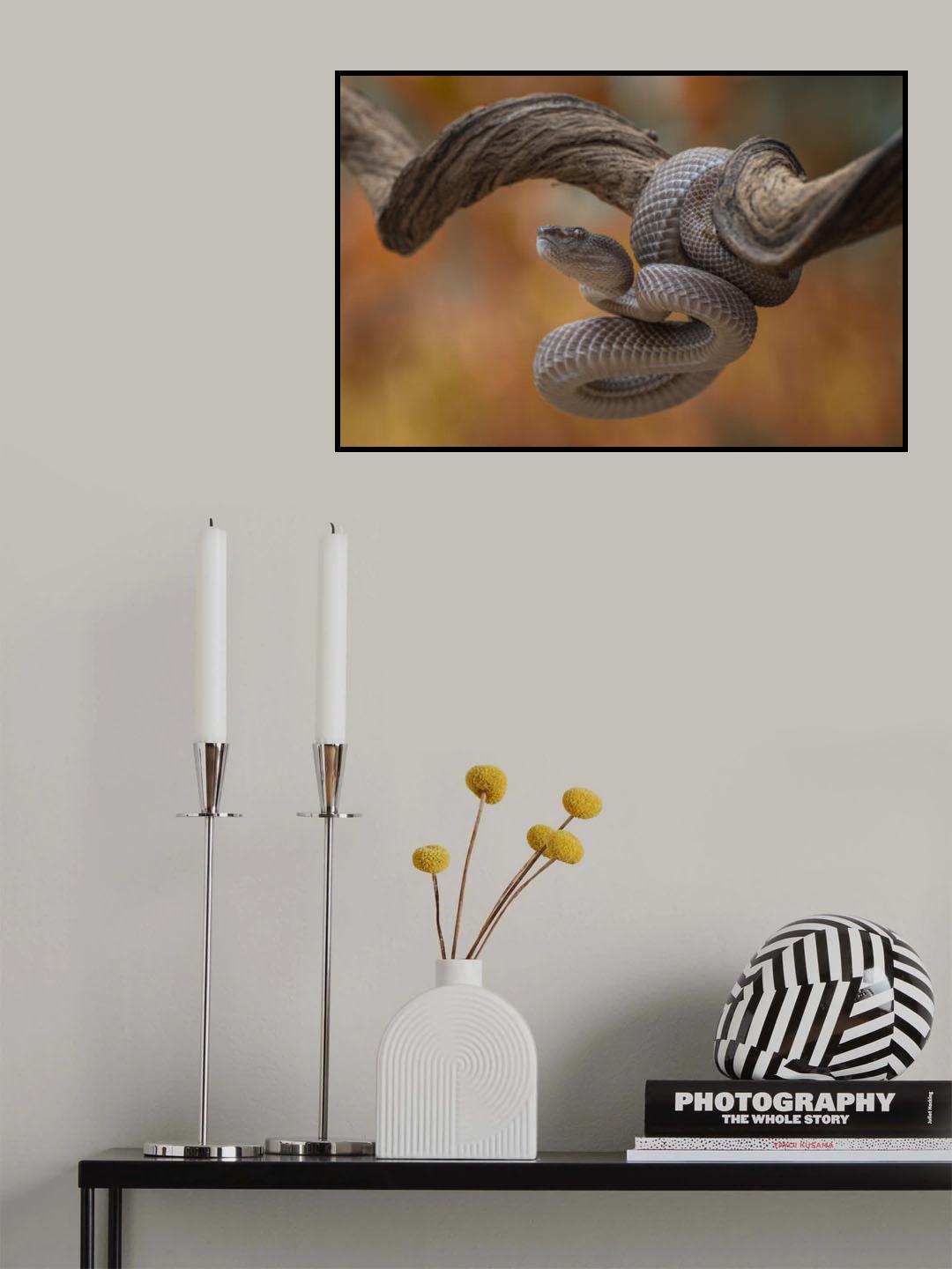 Mangrove pit viper Poster och Canvastavla