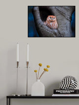 Eastern Screech Owl (Red Morph) Poster och Canvastavla
