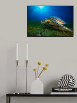 Green turtle Poster och Canvastavla