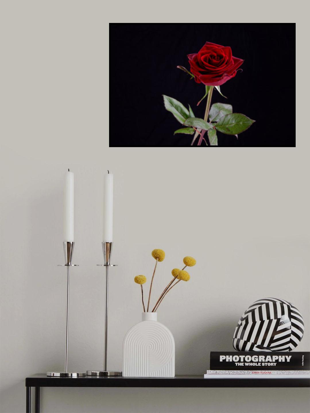 red rose Poster och Canvastavla