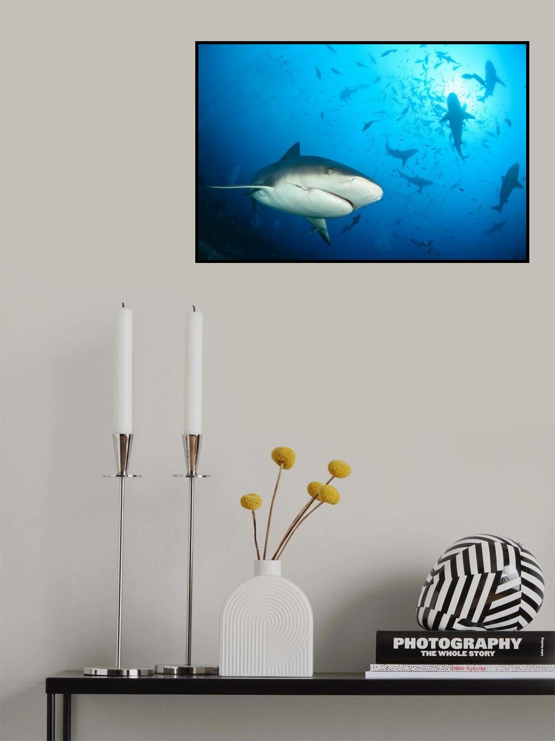 beqa shark labs Poster och Canvastavla