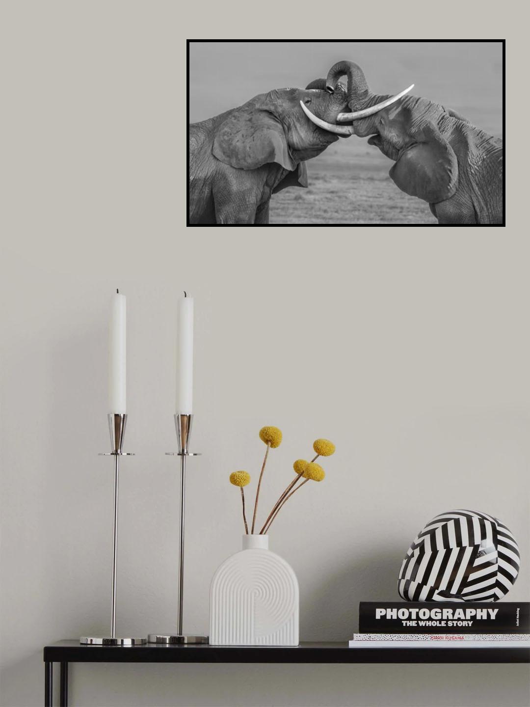 Elephants fighting Poster och Canvastavla