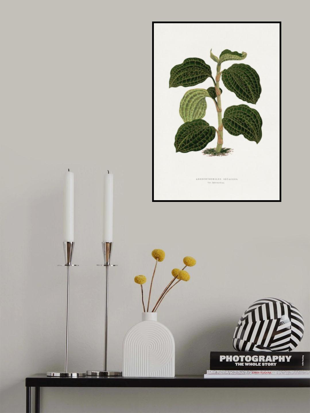 Green Anoechtochilus Setaceus Leaf Illustration Poster och Canvastavla