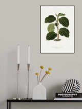 Green Anoechtochilus Setaceus Leaf Illustration Poster och Canvastavla
