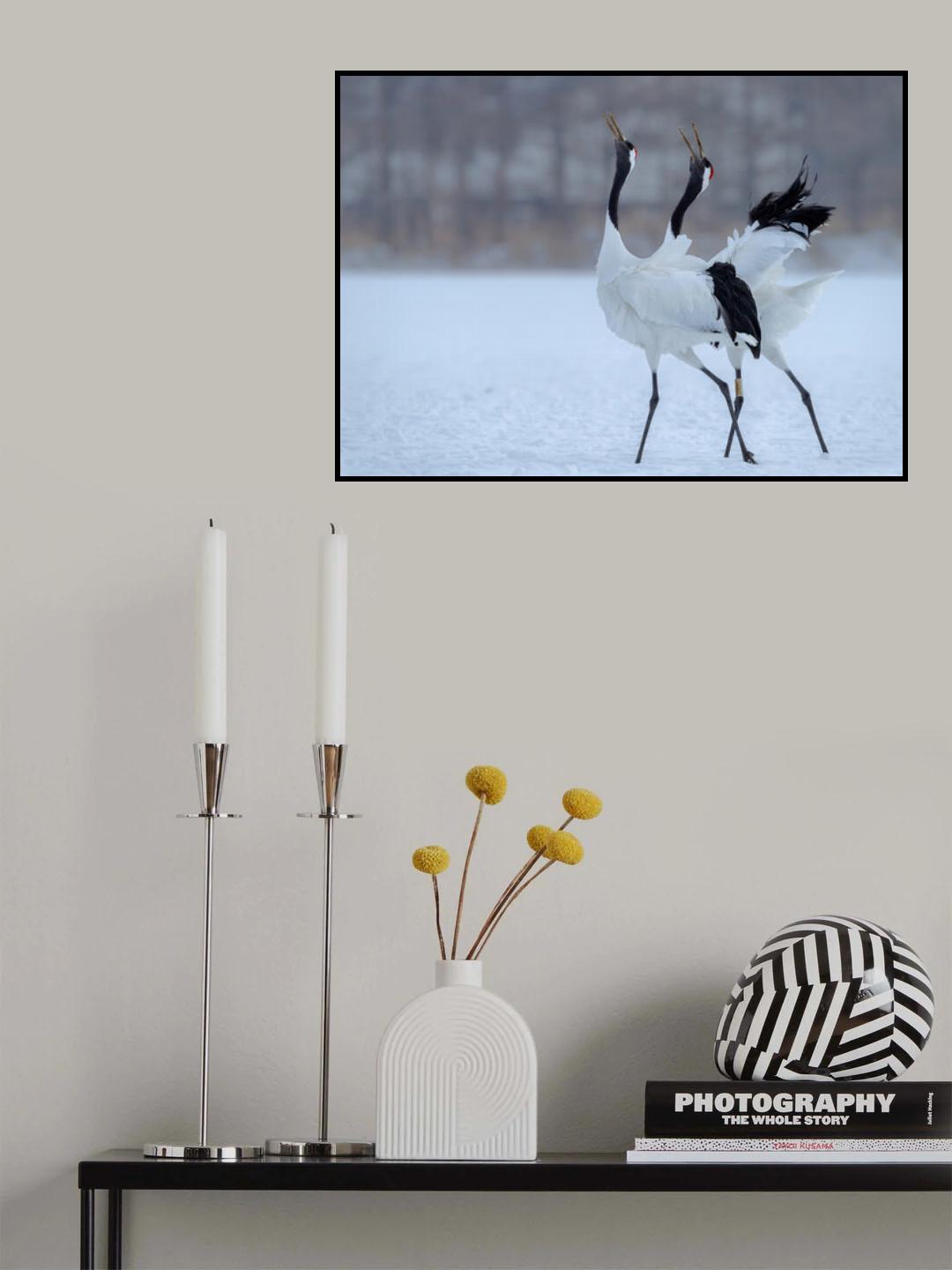 Red -crowned Crane singing  together Poster och Canvastavla