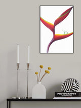 Honey Catcher Poster och Canvastavla
