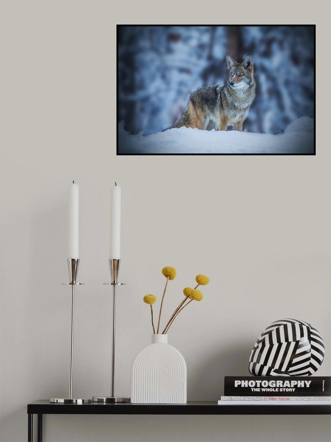 Coyote in Winter Poster och Canvastavla