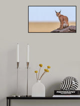 Caracal On Mars Poster och Canvastavla