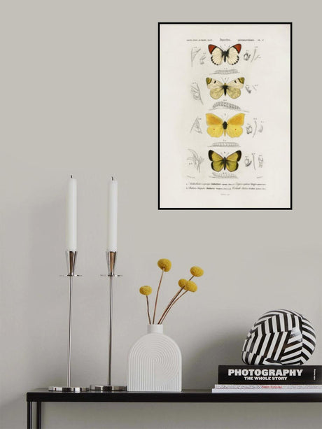 Different Types of Butterflies Poster och Canvastavla