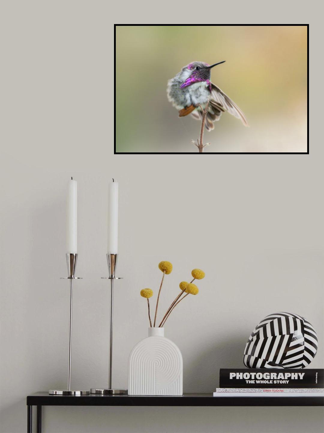 Costa's Hummingbird Stretch Poster och Canvastavla