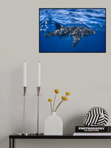 Whale shark : The biggest fish of the world Poster och Canvastavla