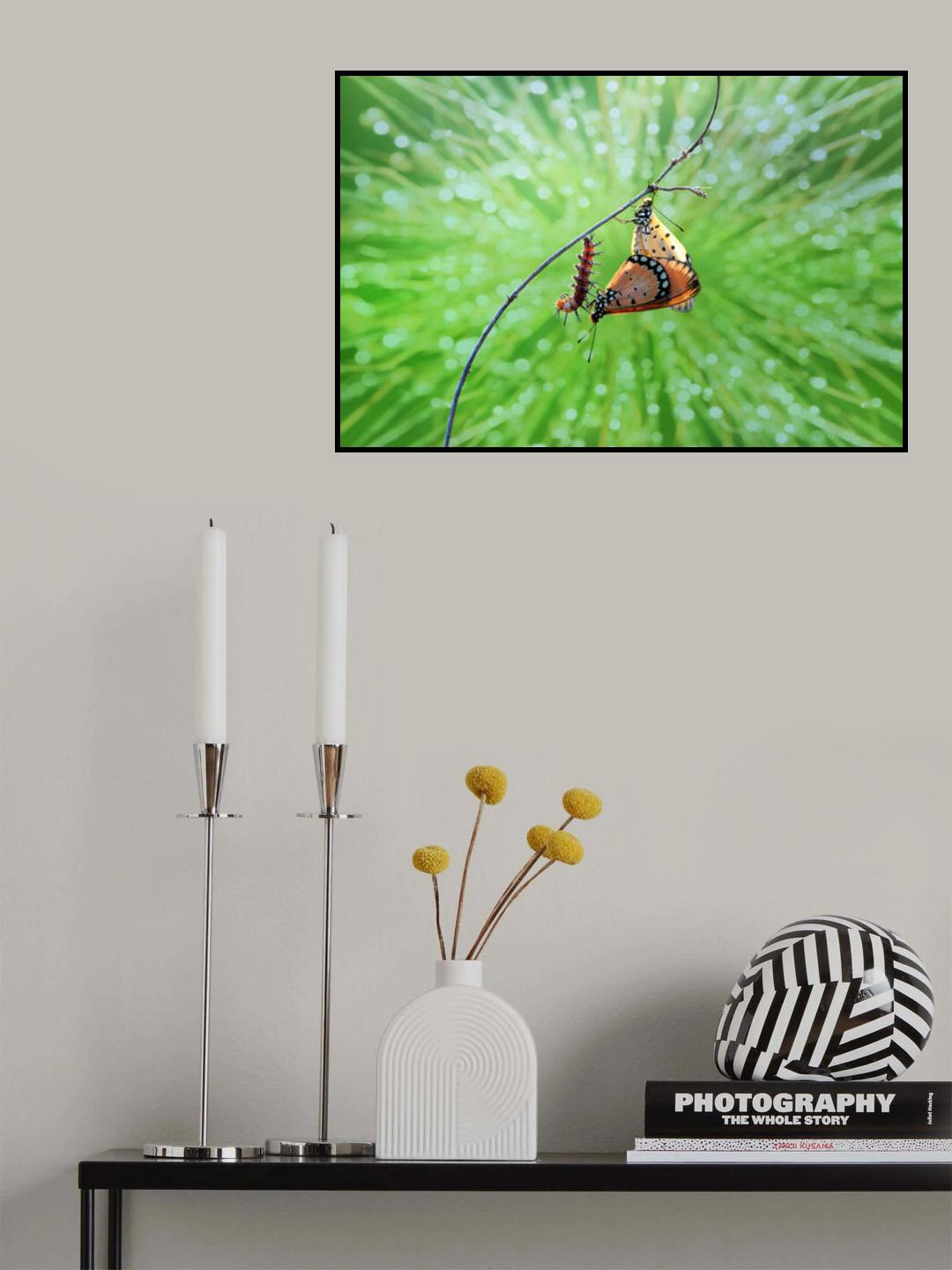 mating butterflies and caterpillars Poster och Canvastavla