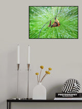 mating butterflies and caterpillars Poster och Canvastavla