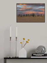 ship of the desert Poster och Canvastavla