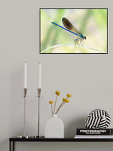 Dragon-fly Poster och Canvastavla