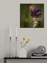 Glittering Poster och Canvastavla