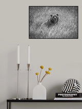 Bear in woods Poster och Canvastavla