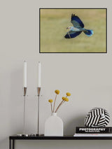 European Roller caught a snake Poster och Canvastavla