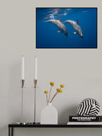 Two bottlenose dolphins Poster och Canvastavla
