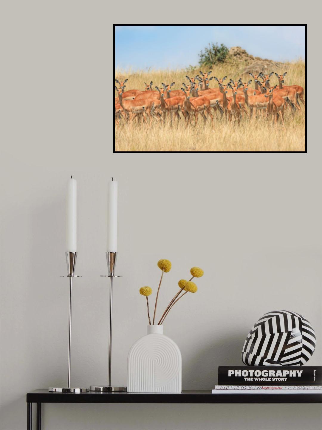 The Harem Poster och Canvastavla